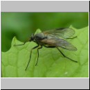 Rhagio notatus - Schnepfenfliege w02.jpg